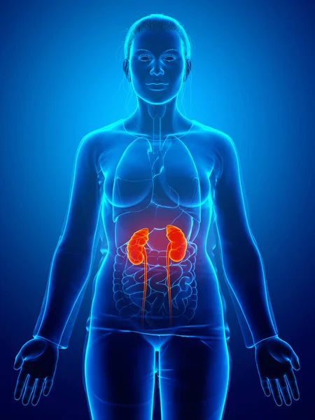 Рендеринг Медицинская Точная Иллюстрация Женской Выделенной Почки Мочевой Системы — стоковое фото