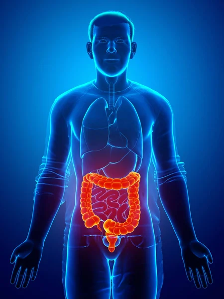 3Dレンダリング 男性大腸の解剖学の医学的に正確なイラスト — ストック写真