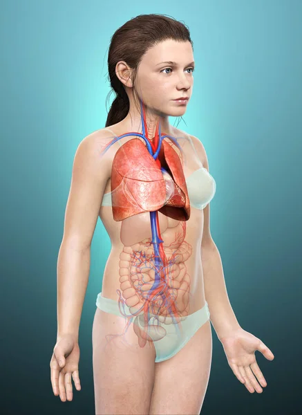 Återges Medicinskt Korrekt Illustration Ung Flicka Lunga Anatomi — Stockfoto