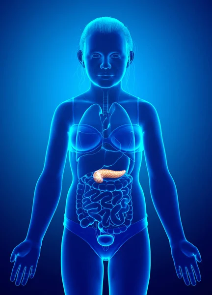 Rendered Medically Accurate Illustration Young Girl Pancreas — Stock Photo, Image