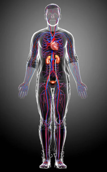 Gerenderte Medizinisch Korrekte Darstellung Der Nieren Und Des Kreislaufsystems — Stockfoto