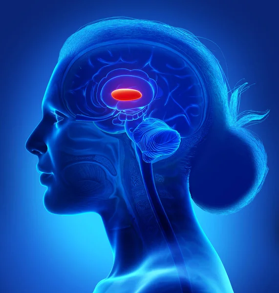 Візуалізована Медично Точна Ілюстрація Анатомії Жіночого Мозку Бічного Блідого Куля — стокове фото