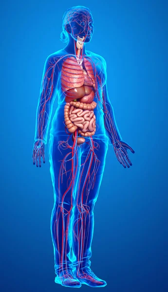 Оказана Медицинская Точная Иллюстрация Женской Кровеносной Системы Внутренних Органов — стоковое фото