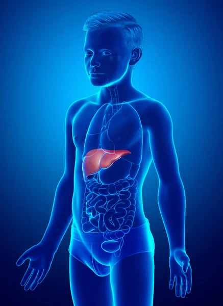 Återgiven Medicinskt Korrekt Illustration Ung Pojke Leveranatomi — Stockfoto