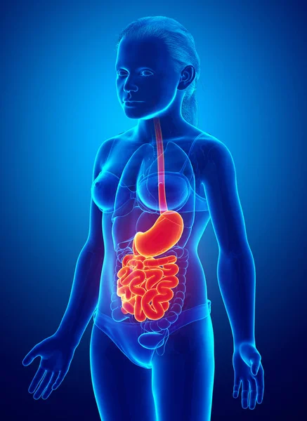 3D渲染 医学上准确的图像一个年轻女孩的胃和小肠 — 图库照片