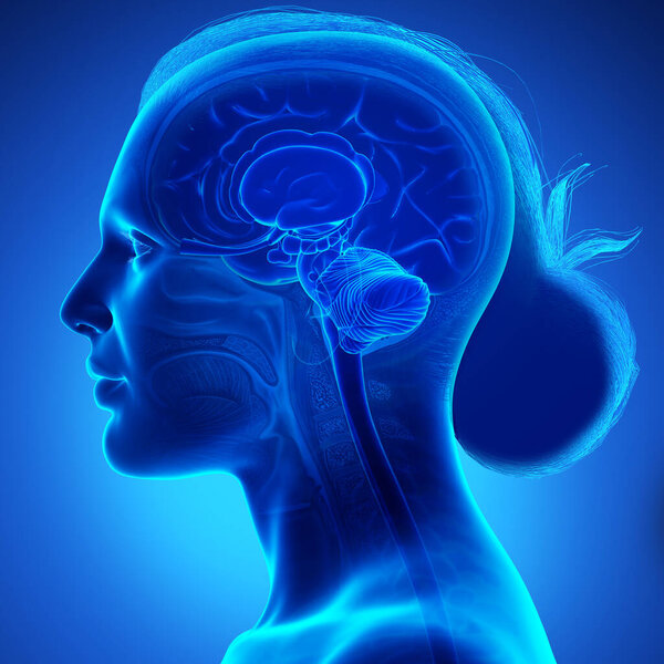 3d оказана медицинская точная иллюстрация женской анатомии головного мозга
