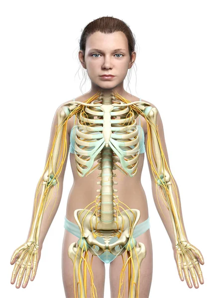 Genç Bir Kızın Sinir Sistemi Iskelet Sisteminin Tıbben Doğru Bir — Stok fotoğraf
