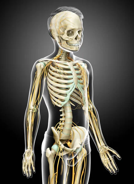 Medisch Nauwkeurige Illustratie Van Een Jonge Jongen Zenuwstelsel Skelet Systeem — Stockfoto