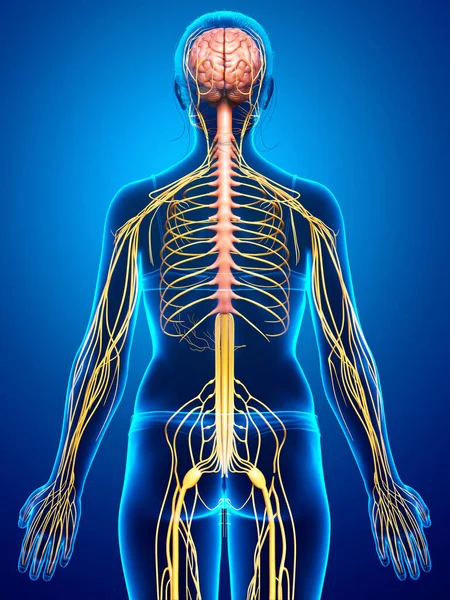 Renderowane Medycznie Dokładna Ilustracja Żeńskiego Układu Nerwowego — Zdjęcie stockowe