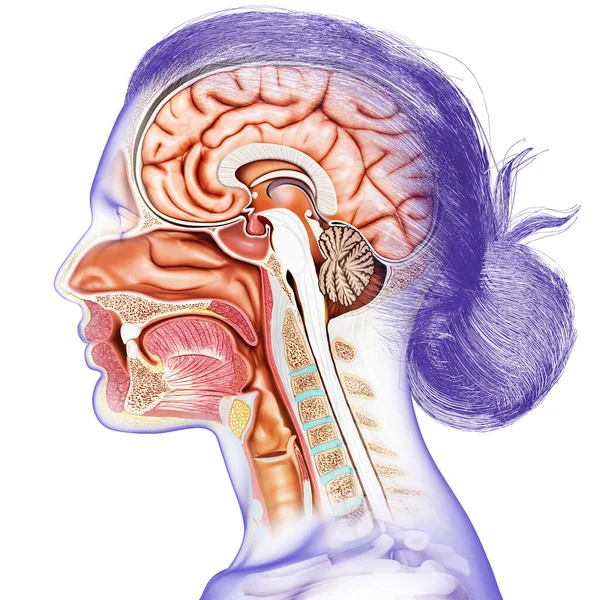 Renderizado Ilustración Médicamente Precisa Sección Transversal Cabeza Femenina — Foto de Stock