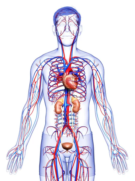 Reso Illustrazione Clinicamente Accurata Dei Reni Del Sistema Circolatorio — Foto Stock