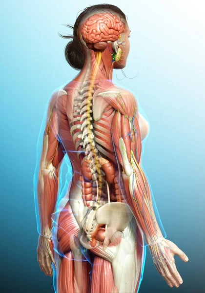Rendered Medically Accurate Female Anatomy — Stock Photo, Image