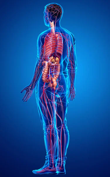 Rendu Illustration Médicalement Exacte Des Organes Internes Masculins Système Circulatoire — Photo
