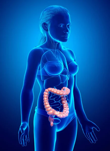 3d rendered, medically accurate illustration of girl large intestine anatomy