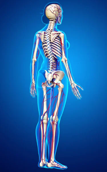 Rendered Medically Accurate Illustration Female Circulatory Skeleton System — Stock Photo, Image