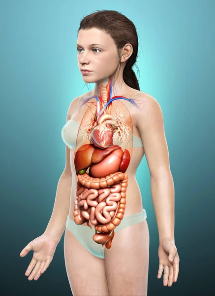 Renderizado Ilustración Médicamente Precisa Niña Del Sistema Digestivo —  Fotos de Stock