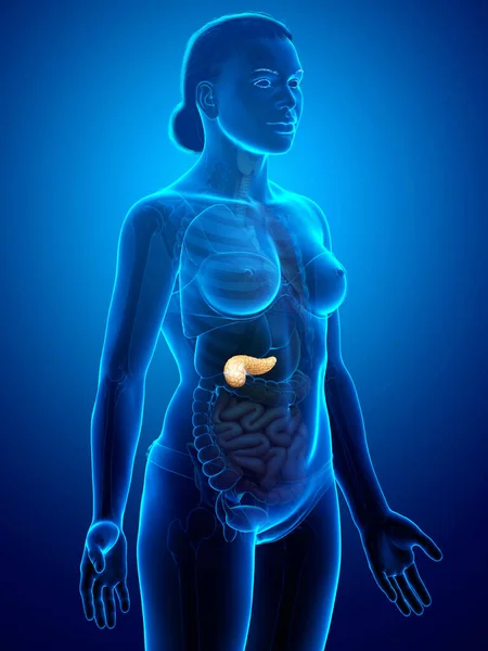 Gerenderte Medizinisch Korrekte Darstellung Einer Weiblichen Bauchspeicheldrüse — Stockfoto