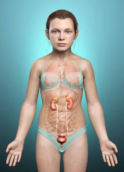 Renderizado Ilustración Médicamente Precisa Niña Riñones Anatomía — Foto de Stock