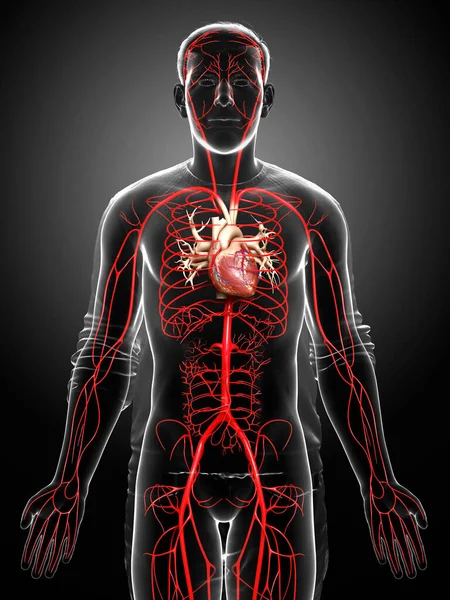 Rendered Medically Accurate Illustration Male Arteries — Stock Photo, Image