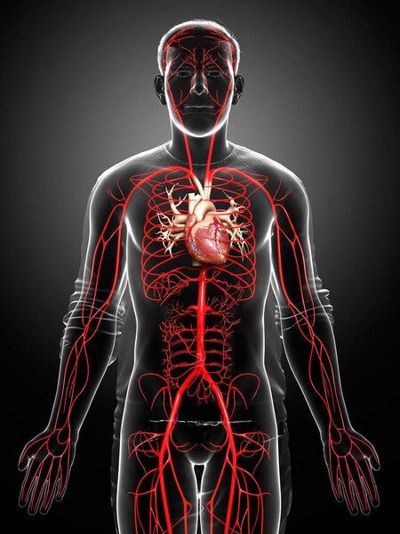 3d оказана медицинская точная иллюстрация мужских артерий
