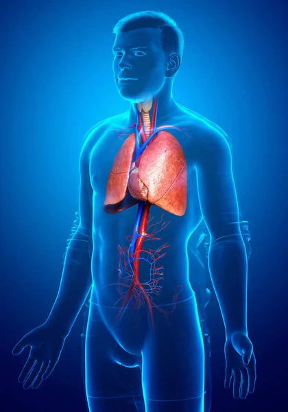 Renderizado Ilustración Médicamente Precisa Una Anatomía Pulmonar Masculina — Foto de Stock