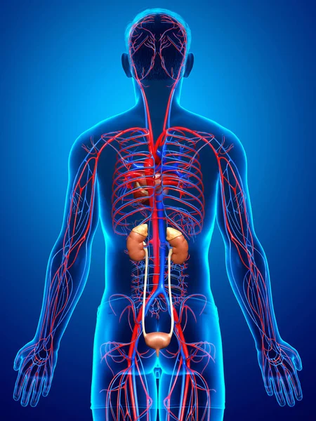 Reso Illustrazione Clinicamente Accurata Dei Reni Del Sistema Circolatorio — Foto Stock