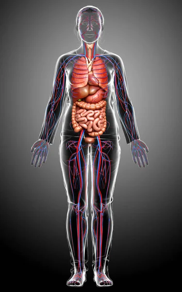 Medisch Nauwkeurige Illustratie Van Vrouwelijke Bloedsomloop Interne Organen — Stockfoto