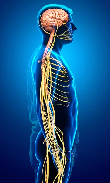 Оказана Медицинская Точная Иллюстрация Мужской Нервной Системы — стоковое фото