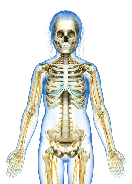 Medisch Nauwkeurige Illustratie Van Een Jong Meisje Zenuwstelsel Skelet Systeem — Stockfoto