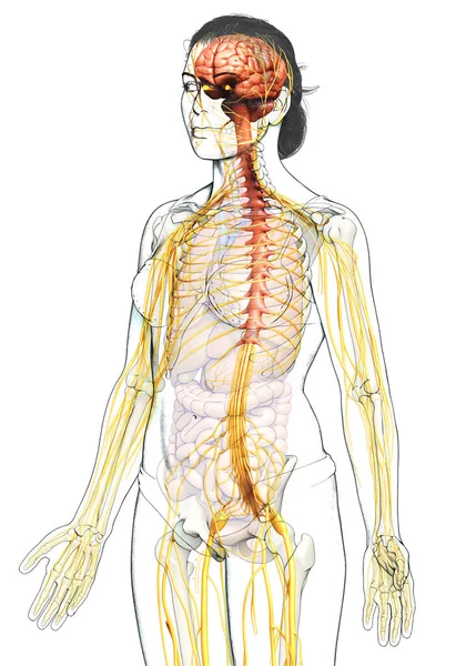 Renderizado Ilustración Médicamente Precisa Sistema Nervioso Femenino — Foto de Stock