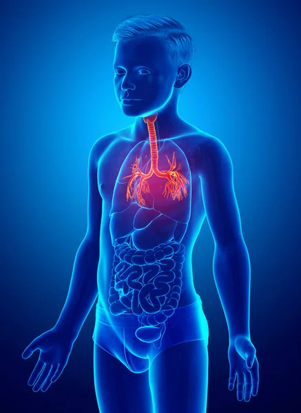 Illustrasjon Larynx Trachea Bronchi Del Respirasjonssystemet – stockfoto