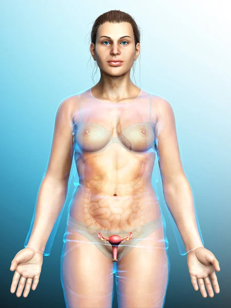 Renderizado Ilustración Médicamente Precisa Anatomía Del Útero Femenino —  Fotos de Stock