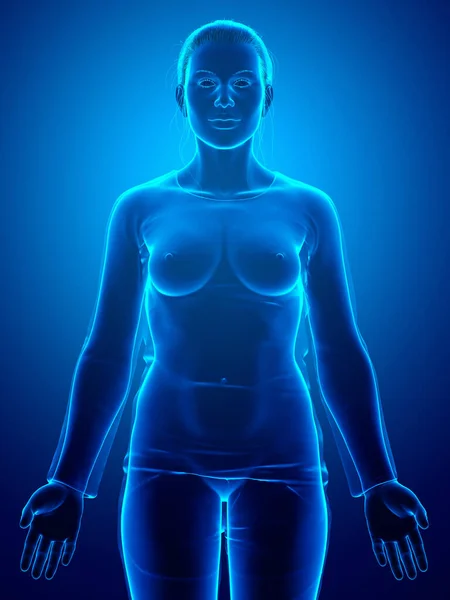 3Dレンダリングされた女性の体のイラスト — ストック写真