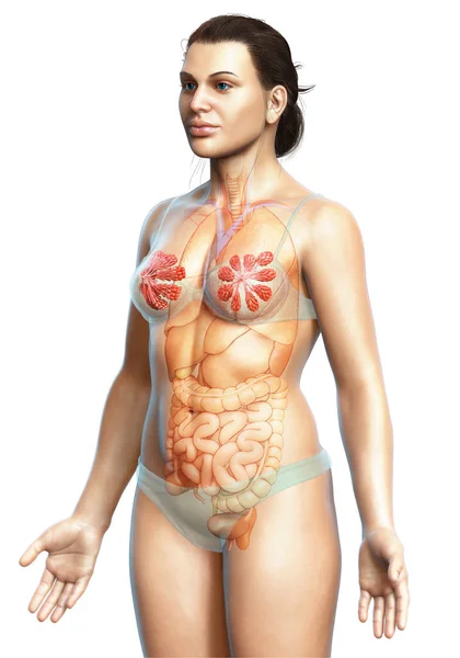 Ilustração Mama Feminina Anatomia Glândula Mamária — Fotografia de Stock