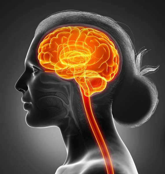 Renderizado Ilustração Medicamente Precisa Uma Fêmea Destacou Cérebro Dor Cabeça — Fotografia de Stock