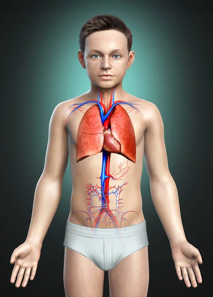 Renderizado Ilustración Médicamente Precisa Niño Joven Anatomía Pulmonar — Foto de Stock