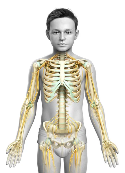 Reso Illustrazione Clinicamente Accurata Giovane Ragazzo Sistema Nervoso Sistema Scheletrico — Foto Stock