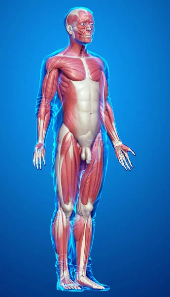 Renderizado Ilustración Médicamente Precisa Sistema Muscular Masculino — Foto de Stock