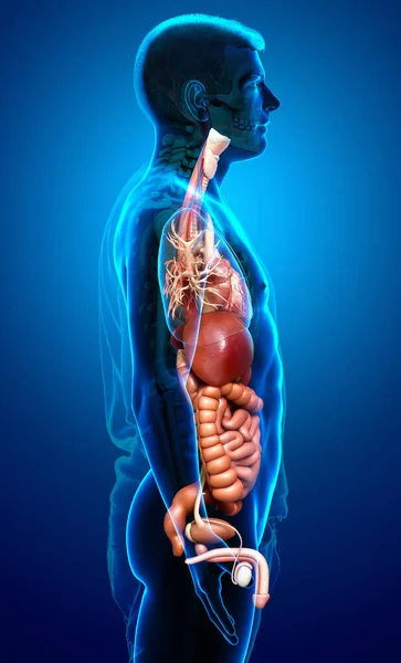 Reso Illustrazione Clinicamente Accurata Maschio Digestive Syste — Foto Stock