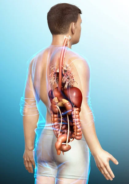 Rendu Illustration Médicalement Précise Système Digestif Masculin Cœur — Photo