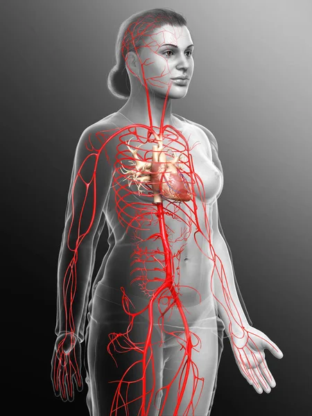 Gerenderte Medizinisch Korrekte Darstellung Weiblicher Arterien — Stockfoto