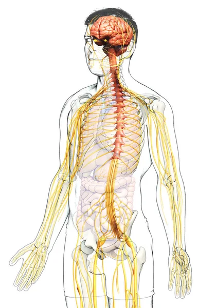 Rendu Illustration Médicalement Précise Système Nerveux Masculin — Photo