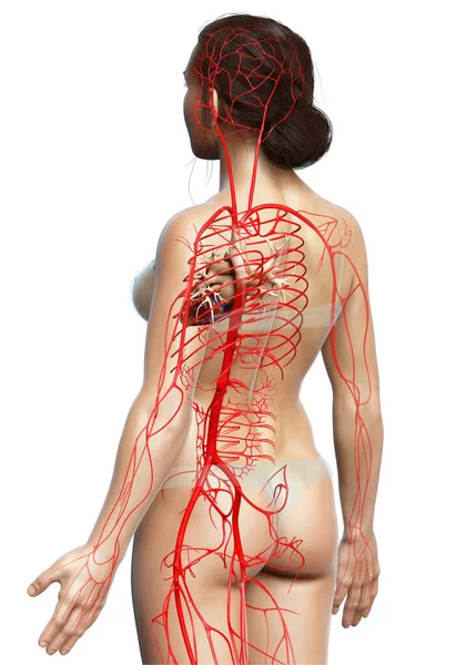 Renderizado Ilustración Médicamente Precisa Las Arterias Femeninas —  Fotos de Stock