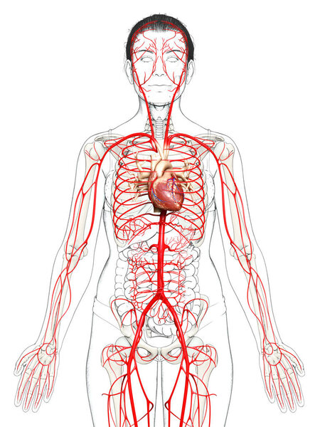 3d оказана медицинская точная иллюстрация женских артерий
