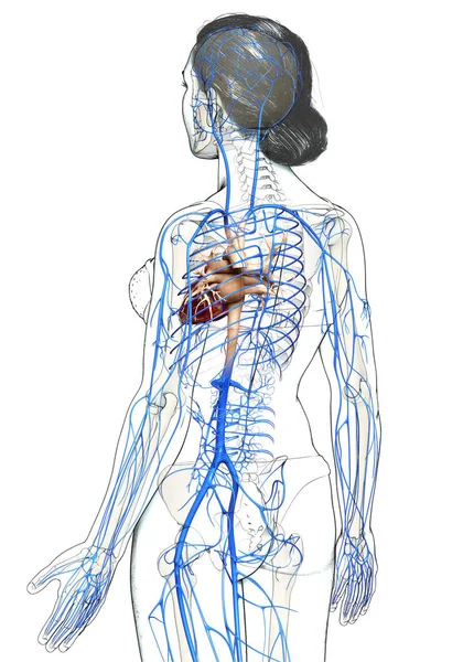 Gjorde Medicinskt Korrekt Illustration Kvinnlig Vener Anatomi — Stockfoto