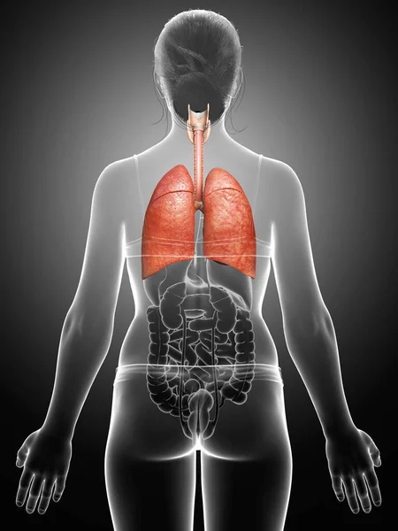 Rendered Medically Accurate Illustration Female Lung Anatomy — Stock Photo, Image