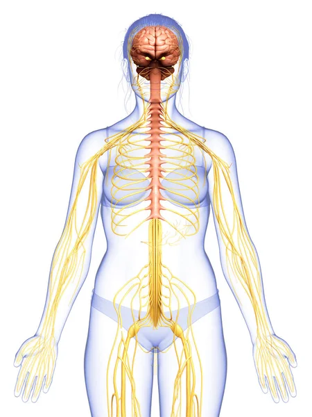 Reso Illustrazione Medicalmente Esatta Sistema Nervoso Femminile — Foto Stock