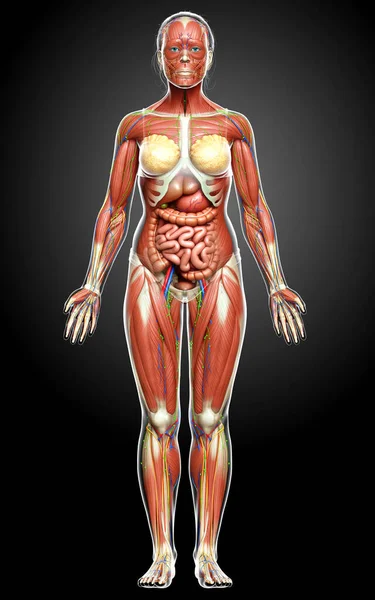 3d rendered medically accurate of the female anatomy