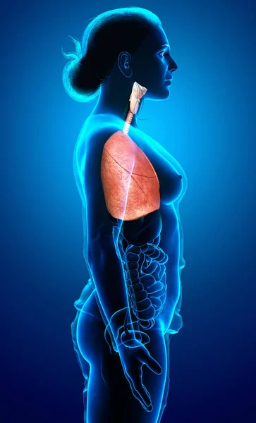Візуалізація Медично Точна Ілюстрація Жіночої Анатомії Легень — стокове фото