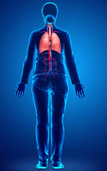 Weergegeven Medisch Nauwkeurige Illustratie Van Een Vrouwelijke Long Anatomie — Stockfoto